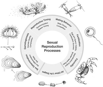 Ocean acidification does not overlook sex: Review of understudied effects and implications of low pH on marine invertebrate sexual reproduction
